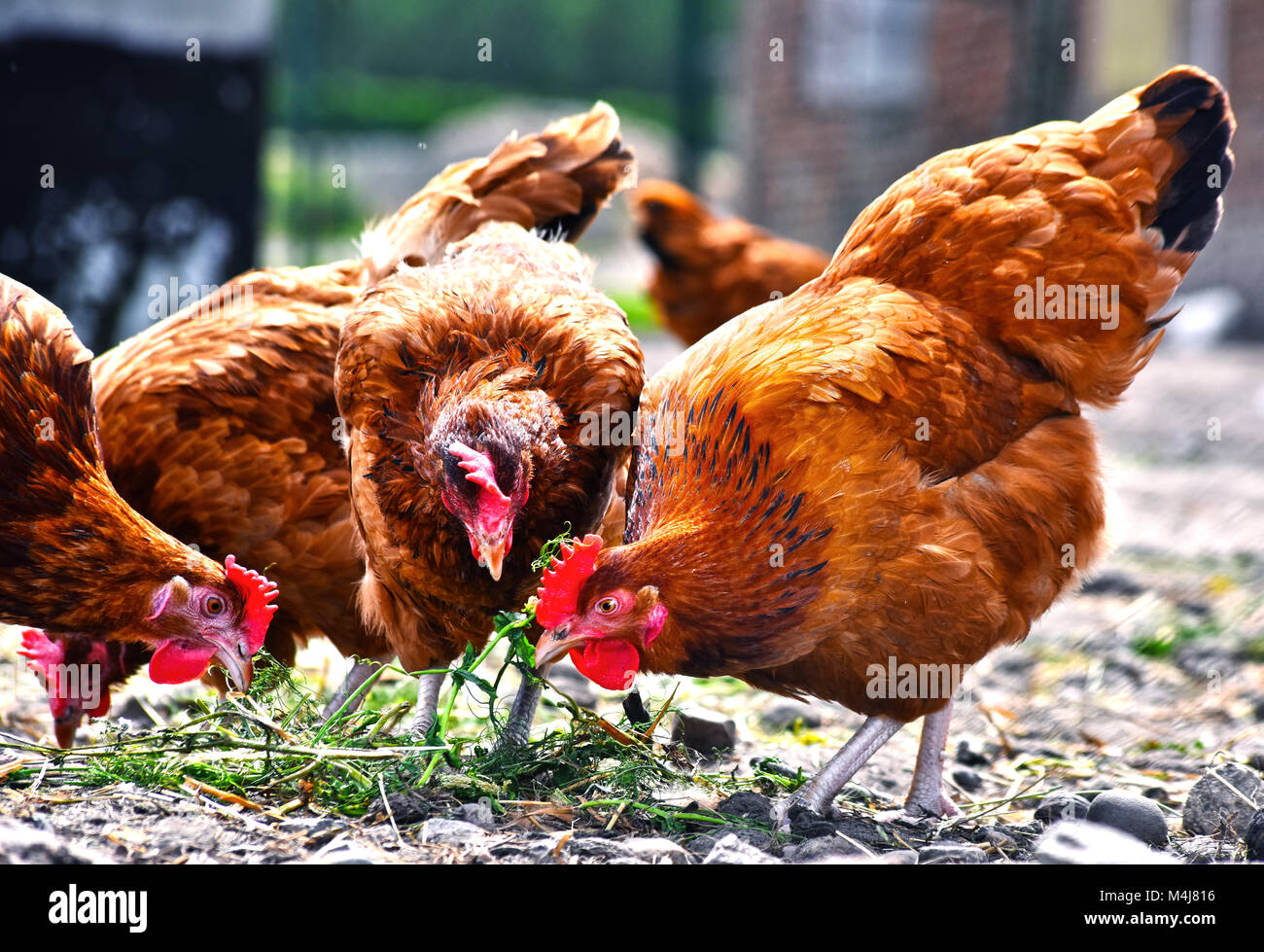 Poulets sur gamme traditionnelle de ferme avicole. Banque D'Images