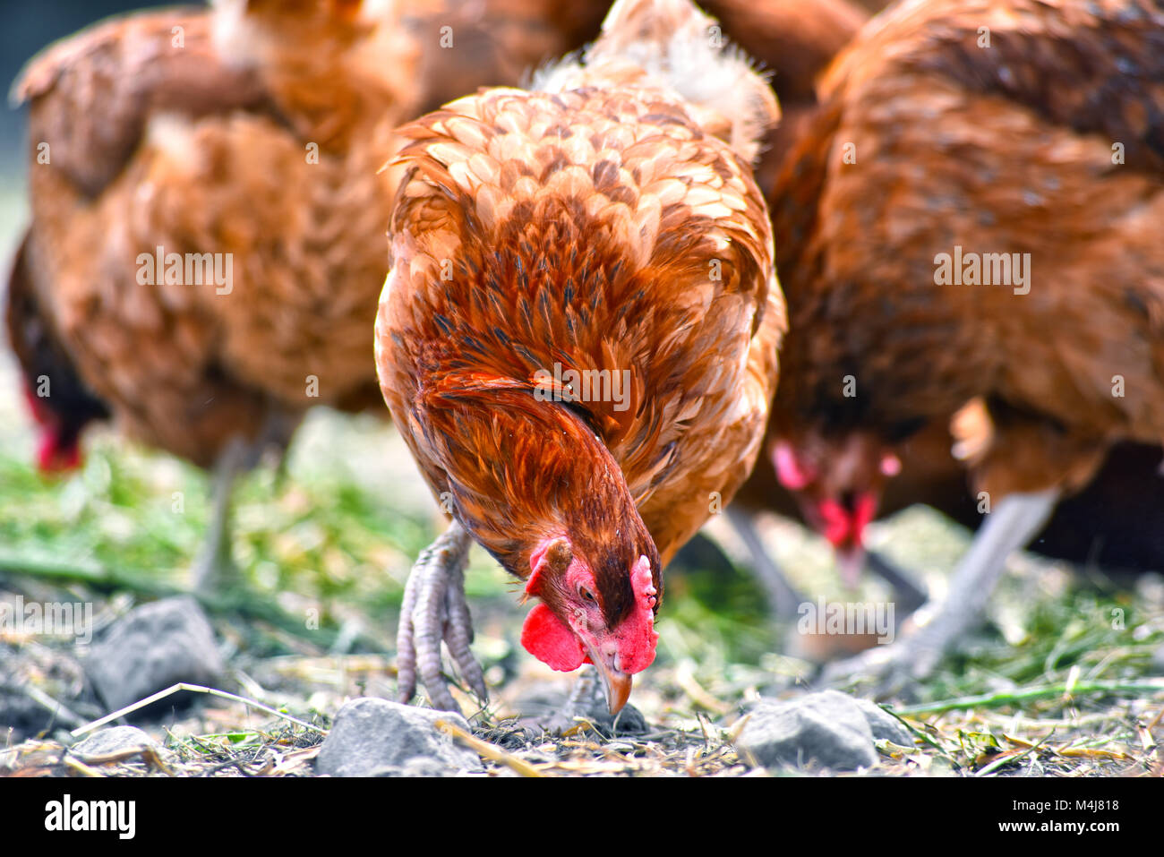 Poulets sur gamme traditionnelle de ferme avicole. Banque D'Images