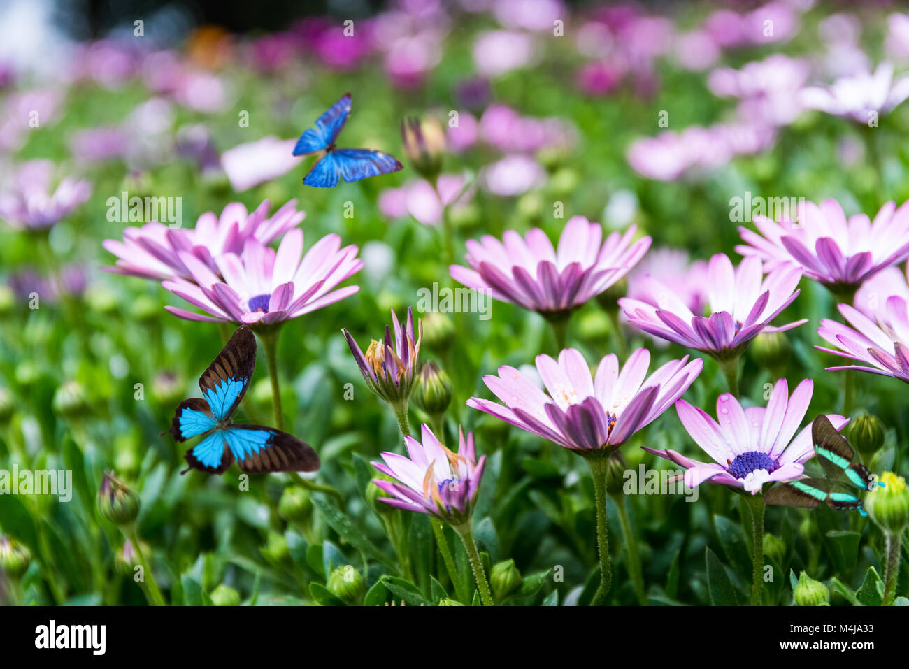 Avec les papillons fleurs Daisy Banque D'Images