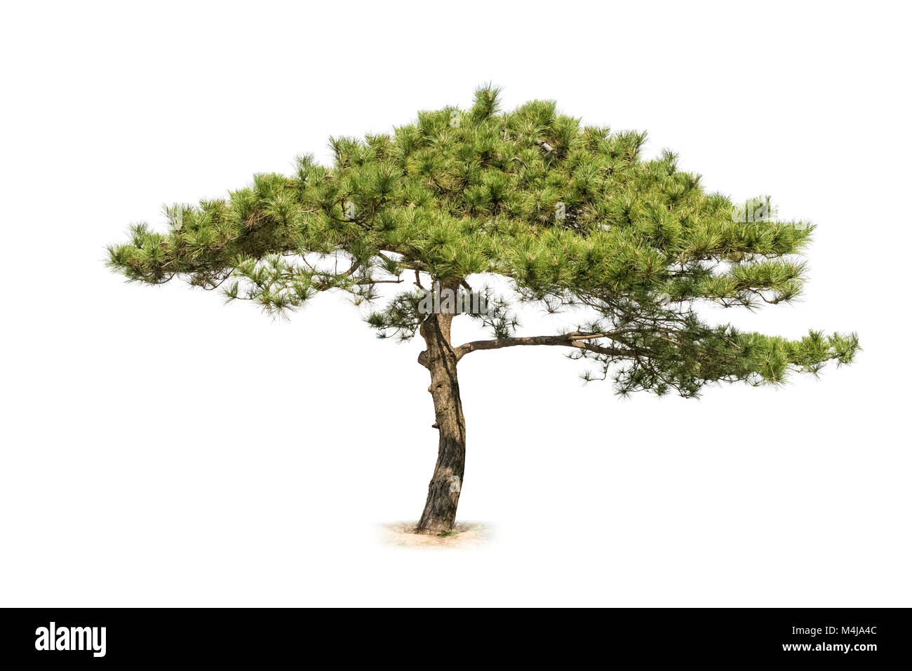 Pine Tree isolated Banque D'Images