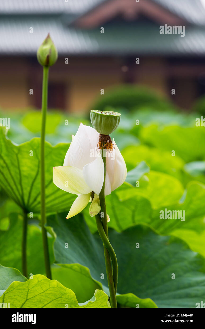 Fleur de lotus blanche fleurissent au temple Banque D'Images