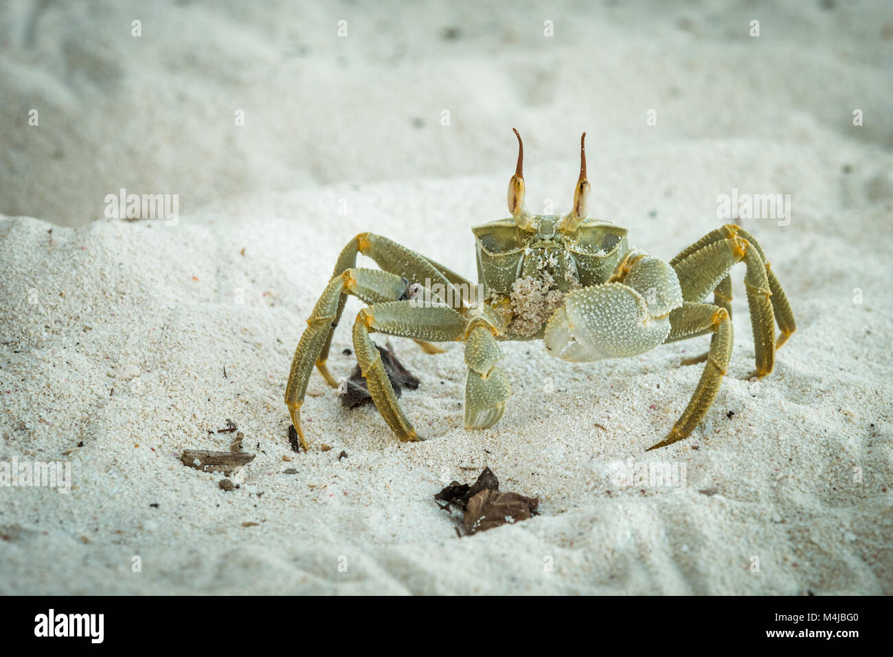 Le crabe fantôme (Ocypode ceratopthalmus,), Bird Island, Seychelles Banque D'Images