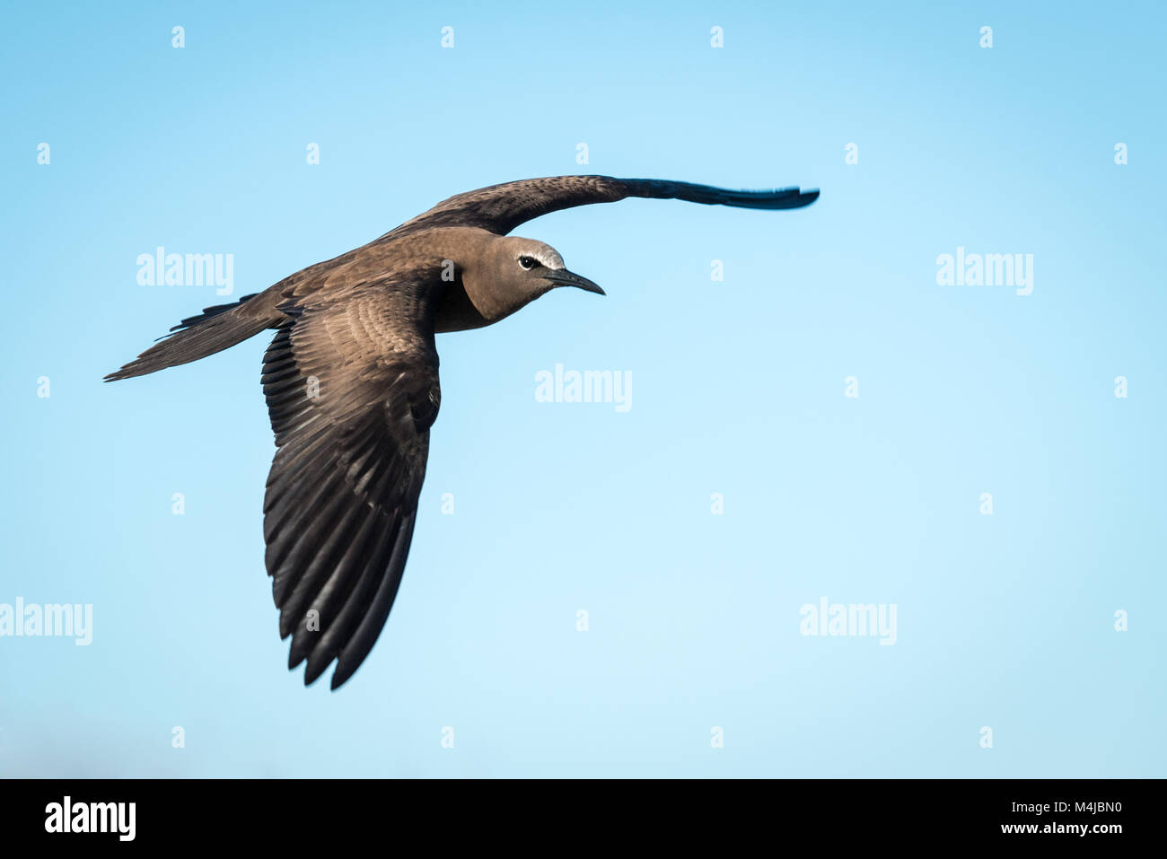 Noddi brun (Anous stolidus pileatus), Bird Island, Seychelles Banque D'Images