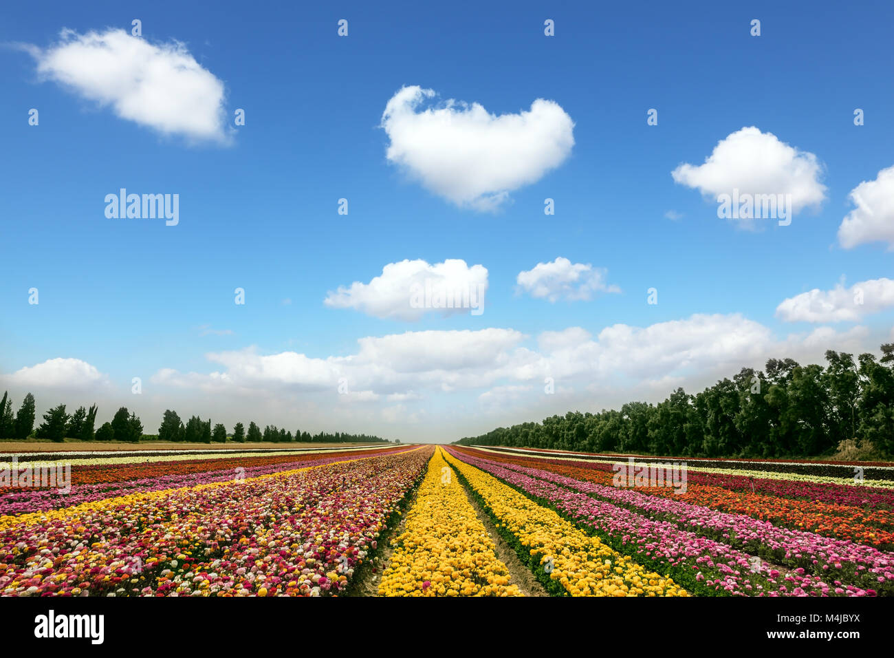 Floraison de printemps renoncules Banque D'Images