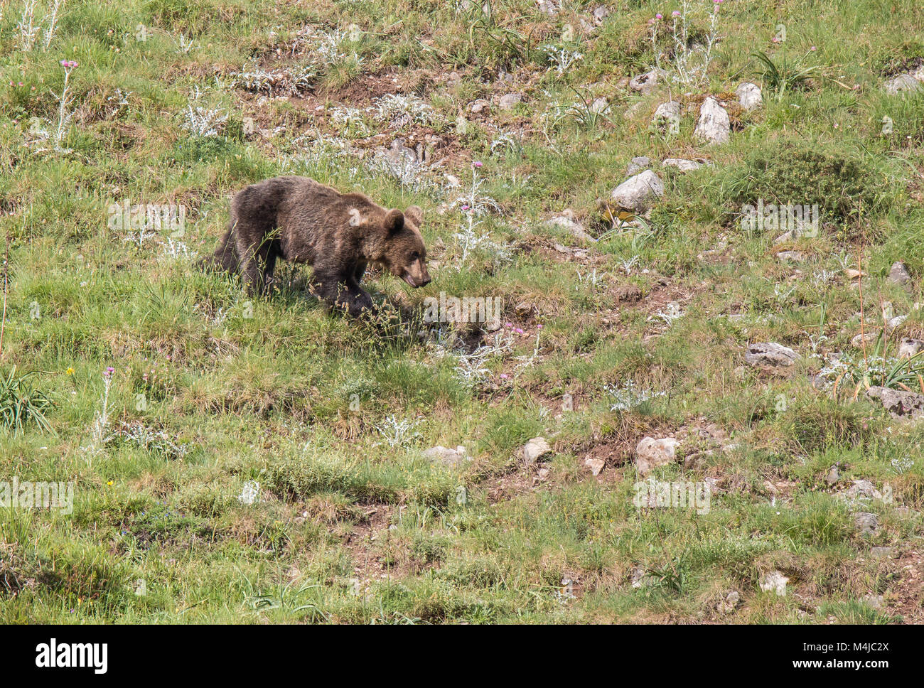 Ours brun dans les terres asturiennes, descendre la montagne à la recherche d'foodThe brown bear (Ursus arctos) est une espèce de mammifère carnivore de l'Ursidae Banque D'Images