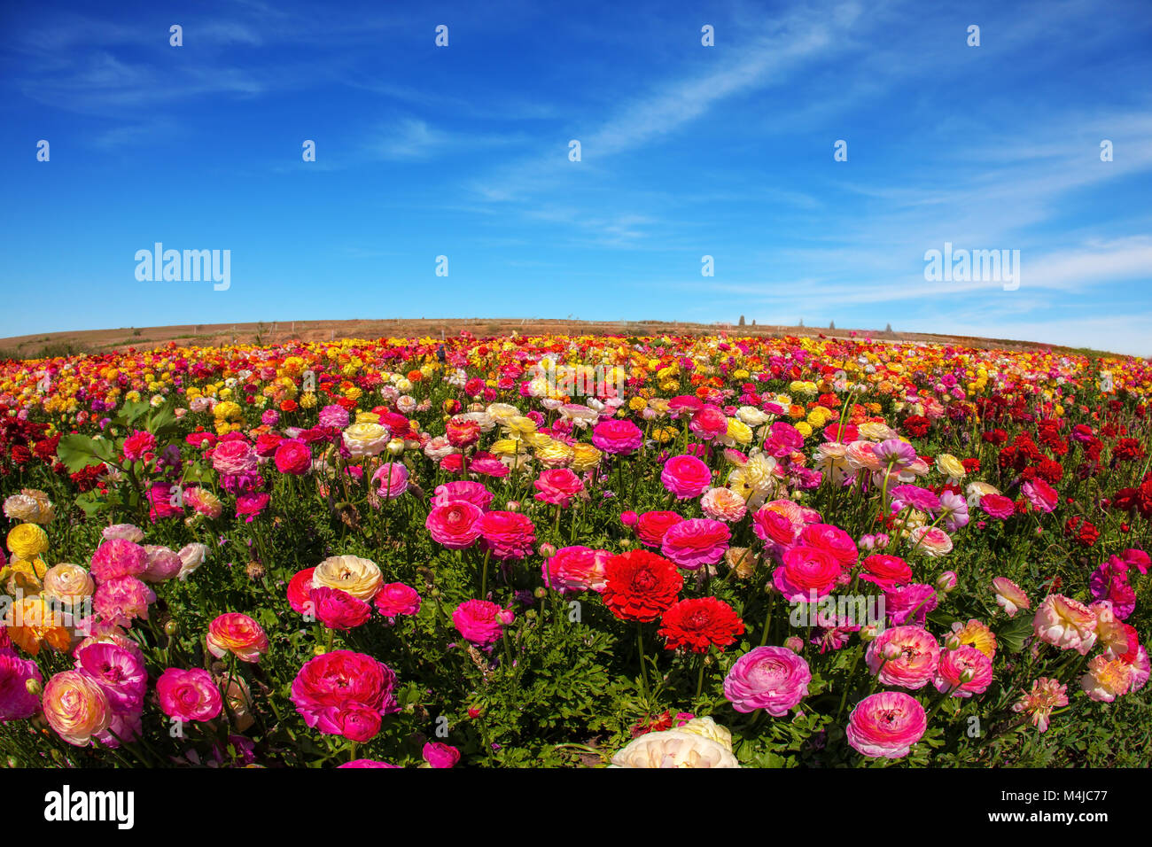 Le jardin fleuri Banque D'Images