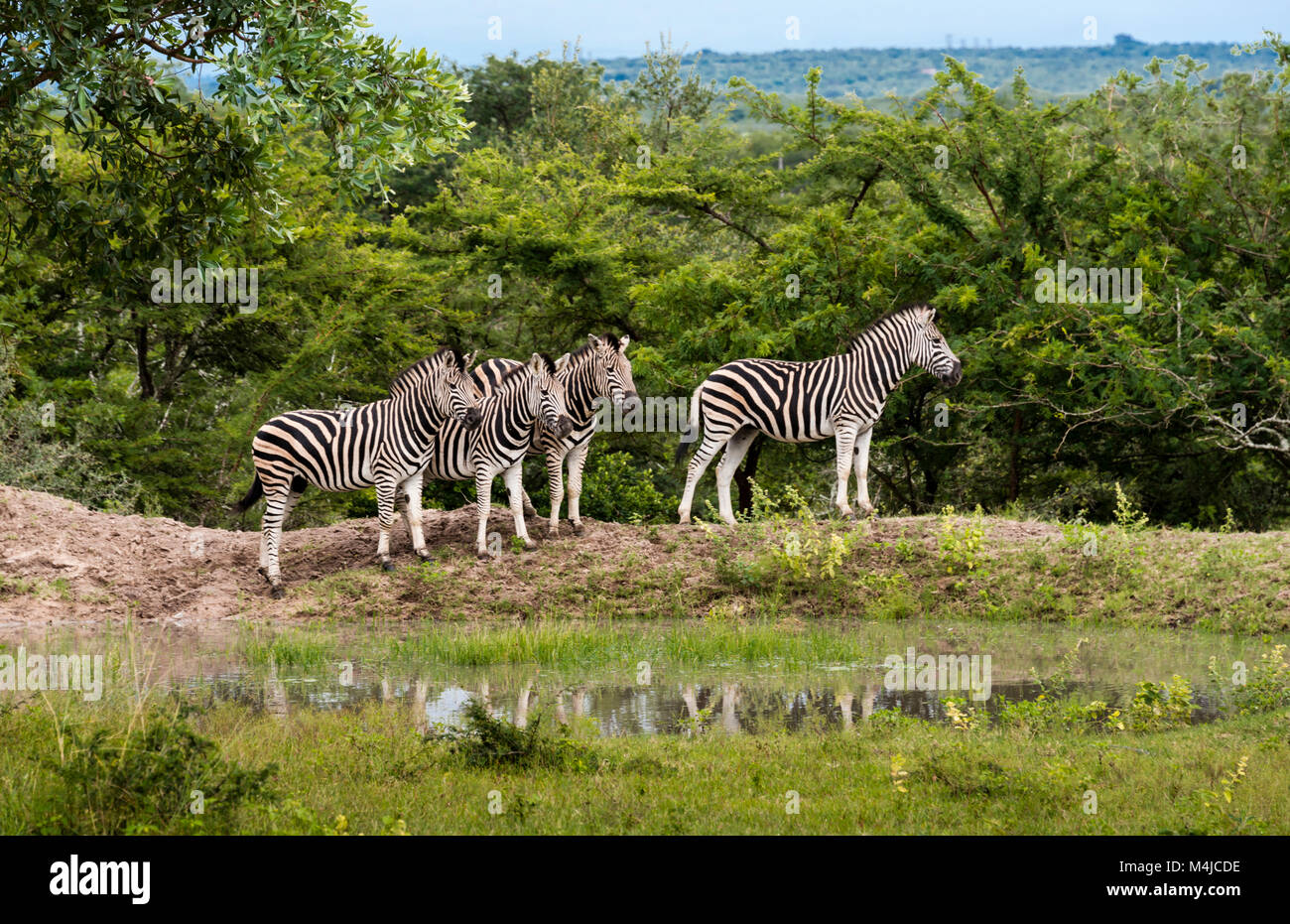 Les zèbres de Burchell, Equus burchellii, dans le parc national Kruger Game Reserve, Afrique du Sud Banque D'Images