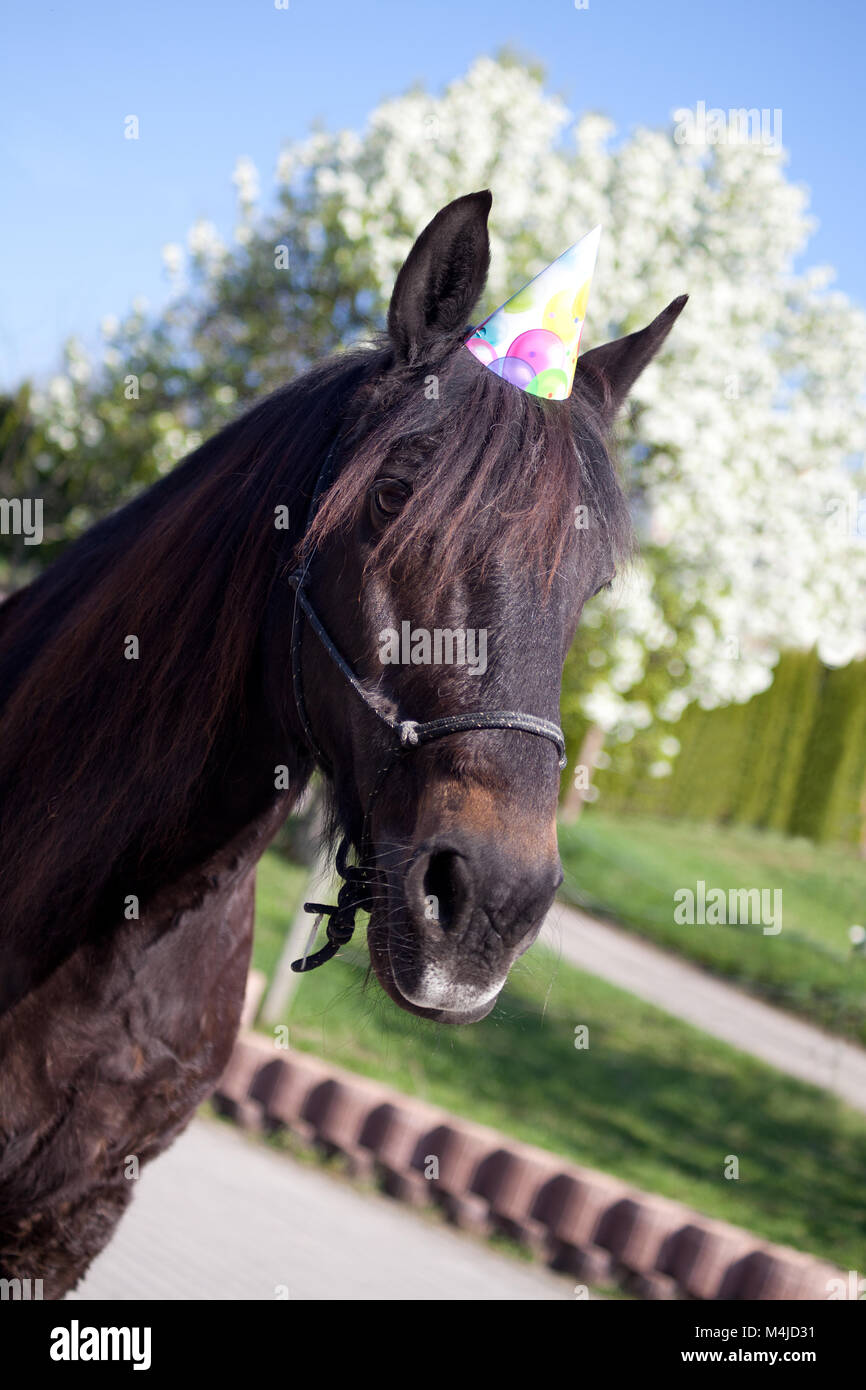 Funny horse avec party hat Banque D'Images