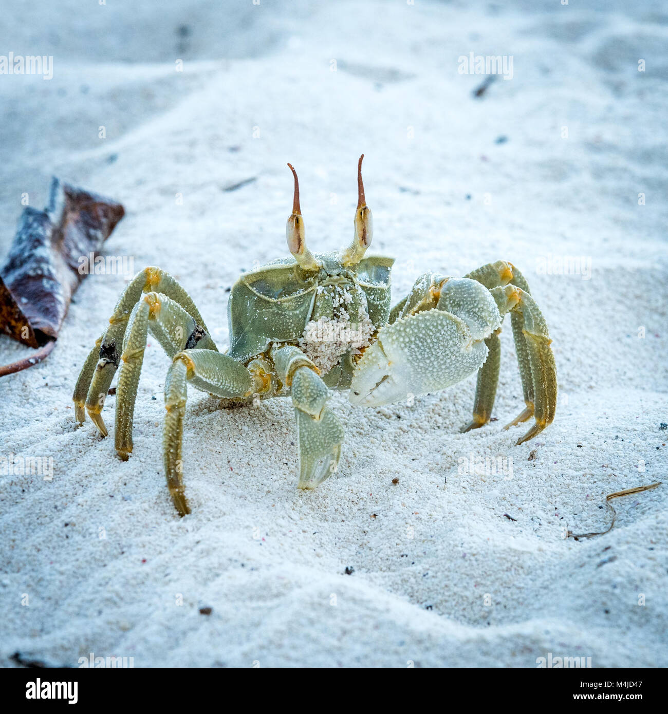 Le crabe fantôme (Ocypode ceratopthalmus,), Bird Island, Seychelles Banque D'Images