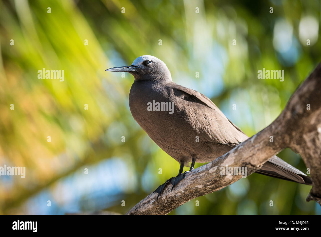 Noddi brun (Anous stolidus pileatus), Bird Island, Seychelles Banque D'Images