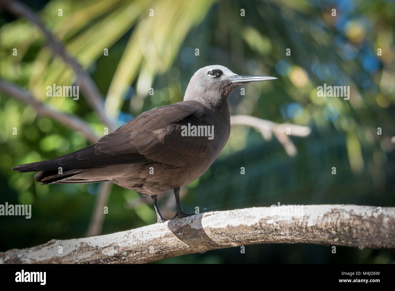 Noddi brun (Anous stolidus pileatus), Bird Island, Seychelles Banque D'Images