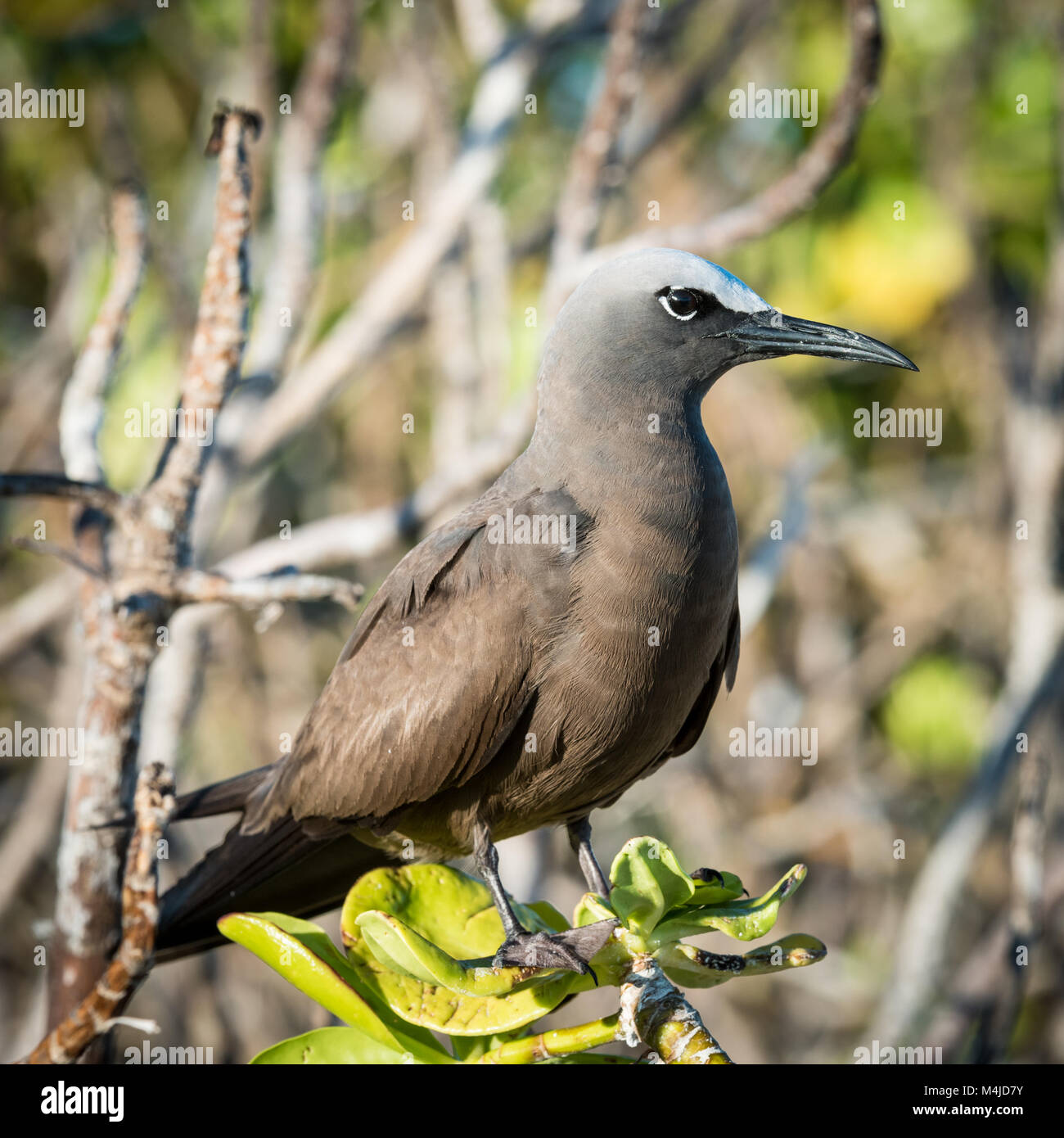 Noddi brun (Anous stolidus pileatus), Bird Island, Seychelles Banque D'Images