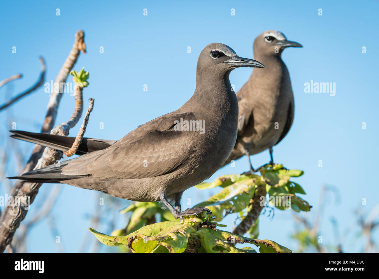 Noddi brun (Anous stolidus pileatus), Bird Island, Seychelles Banque D'Images