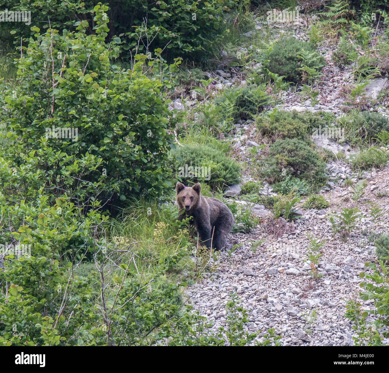 Ours brun dans les terres asturiennes, descendre la montagne à la recherche d'foodThe brown bear (Ursus arctos) est une espèce de mammifère carnivore de l'Ursidae Banque D'Images