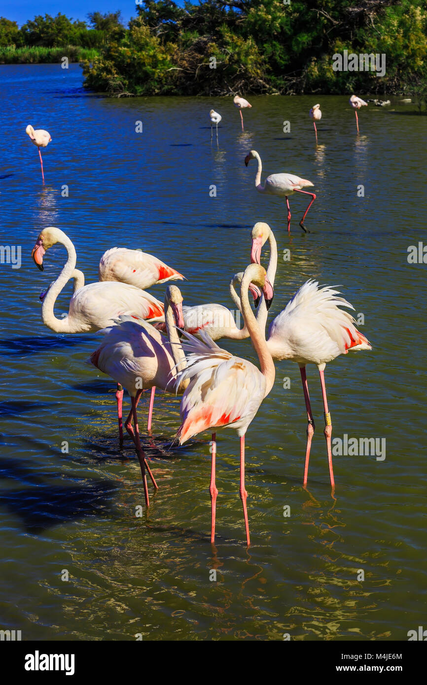 Oiseaux exotiques debout dans un lac peu profond Banque D'Images