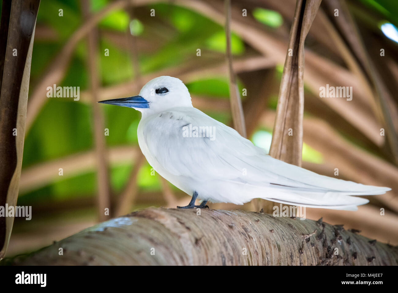 La sterne blanche dormir, Bird Island, Seychelles Banque D'Images