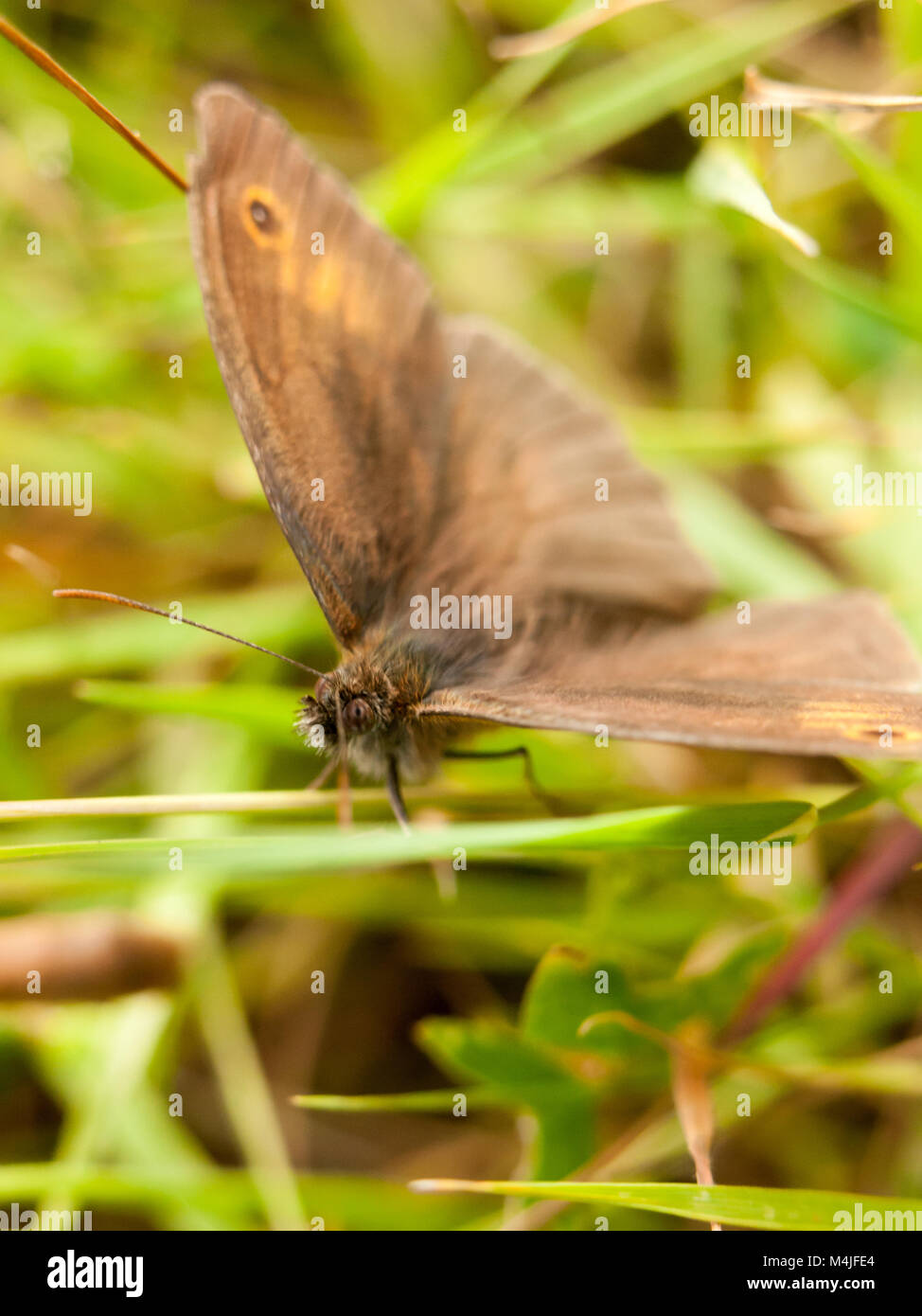Un papillon brun à l'extérieur repose sur leaf Banque D'Images