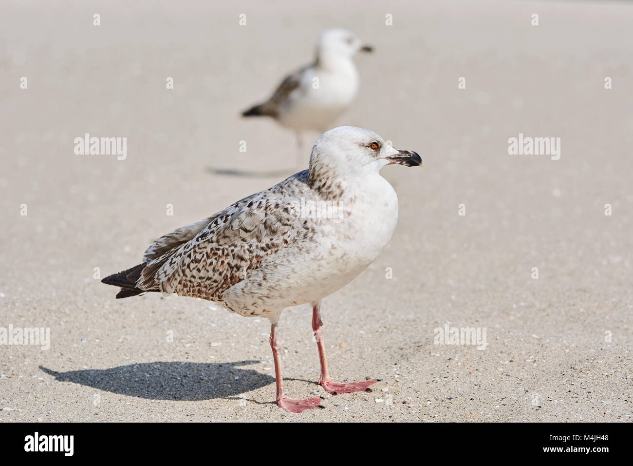 Goélands Birdlings sur le sable Banque D'Images