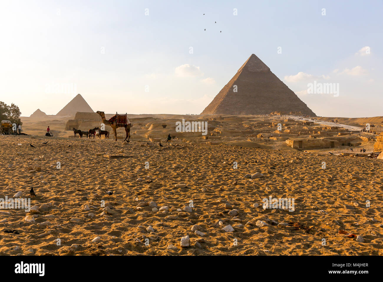 Chameaux devant les trois pyramides du complexe de Gizeh, Egypte, Afrique du Nord Banque D'Images