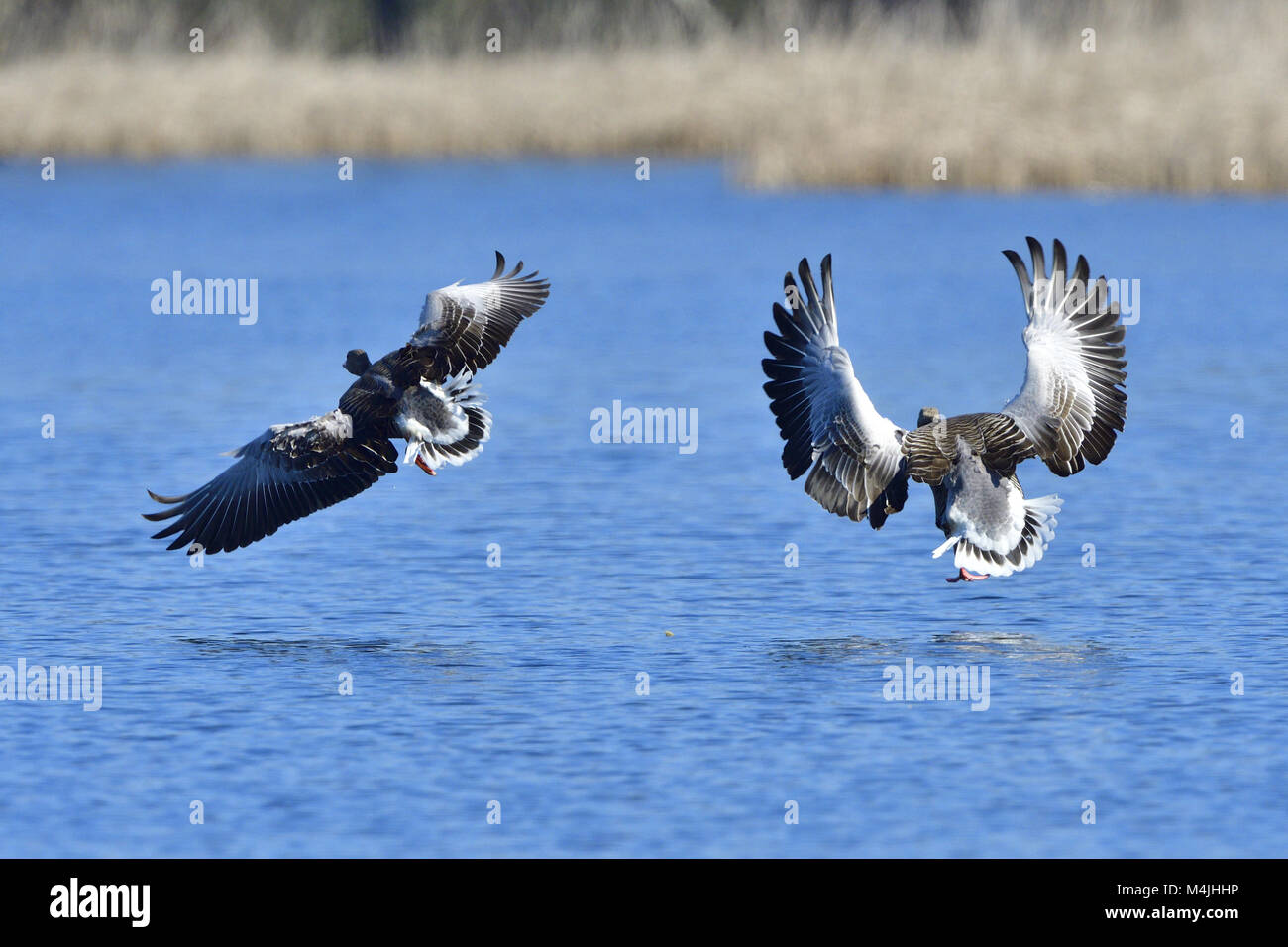 Oie cendrée Banque D'Images