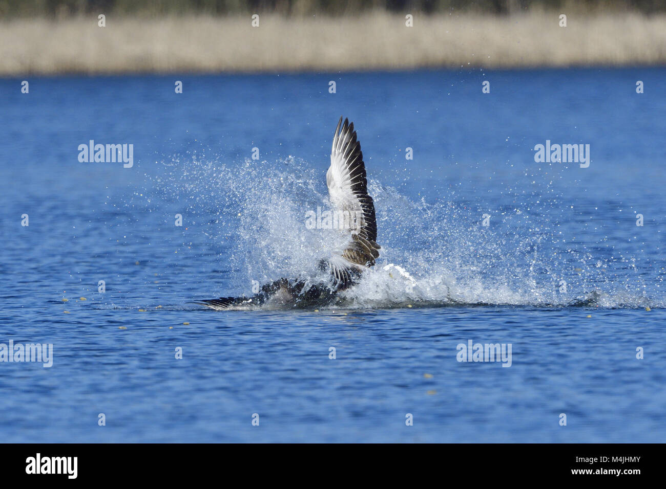 Oie cendrée Banque D'Images