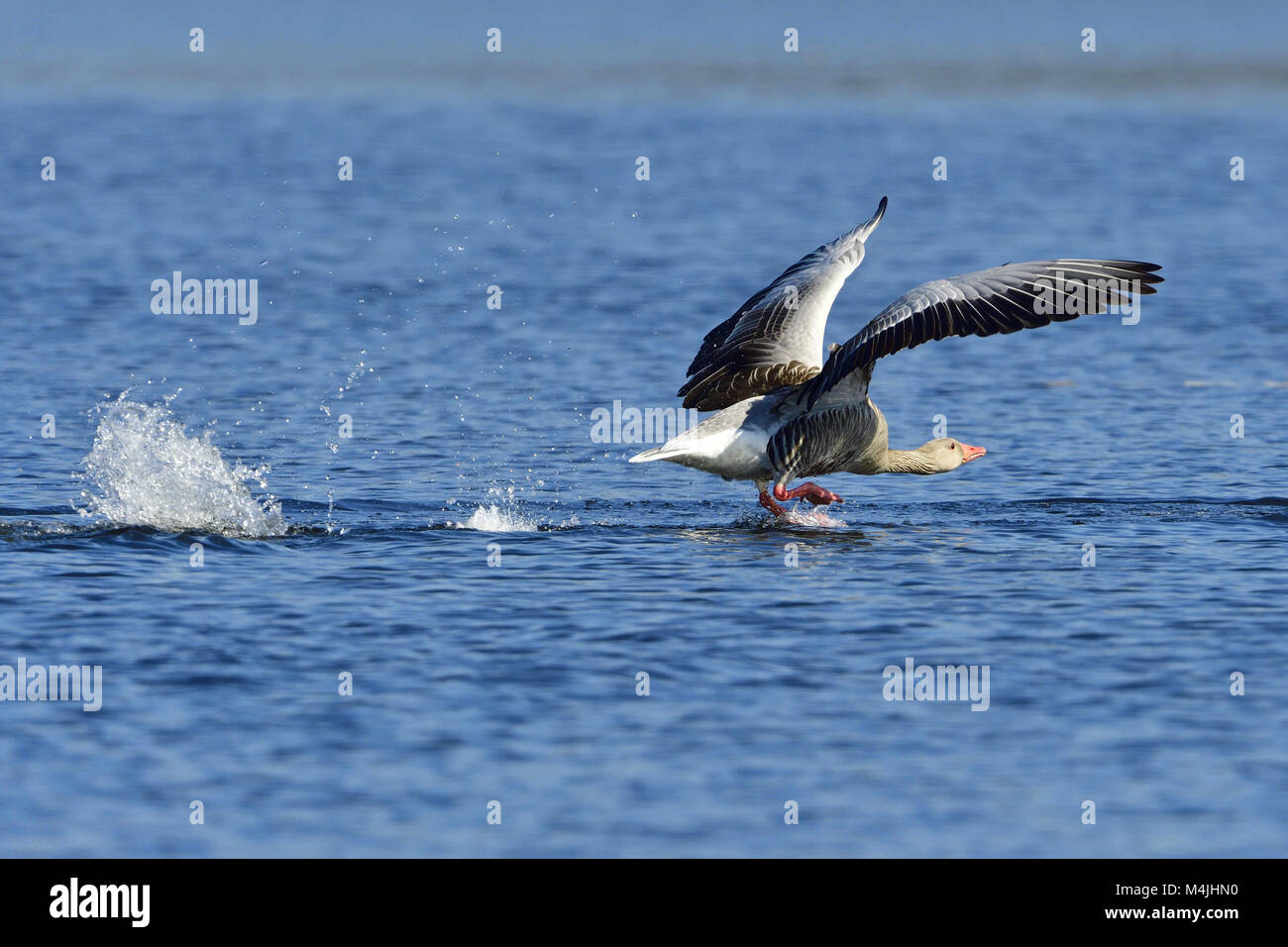 Oie cendrée Banque D'Images