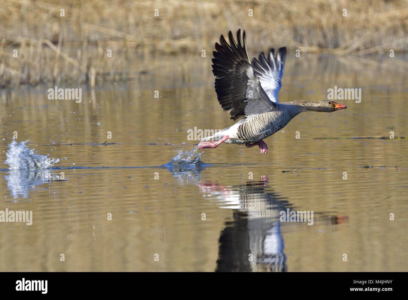 Oie cendrée Banque D'Images