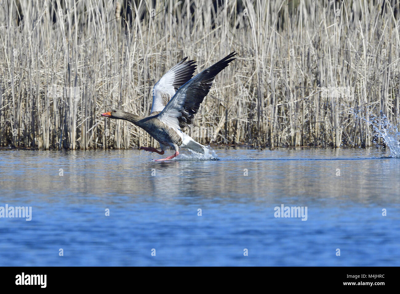 Oie cendrée Banque D'Images