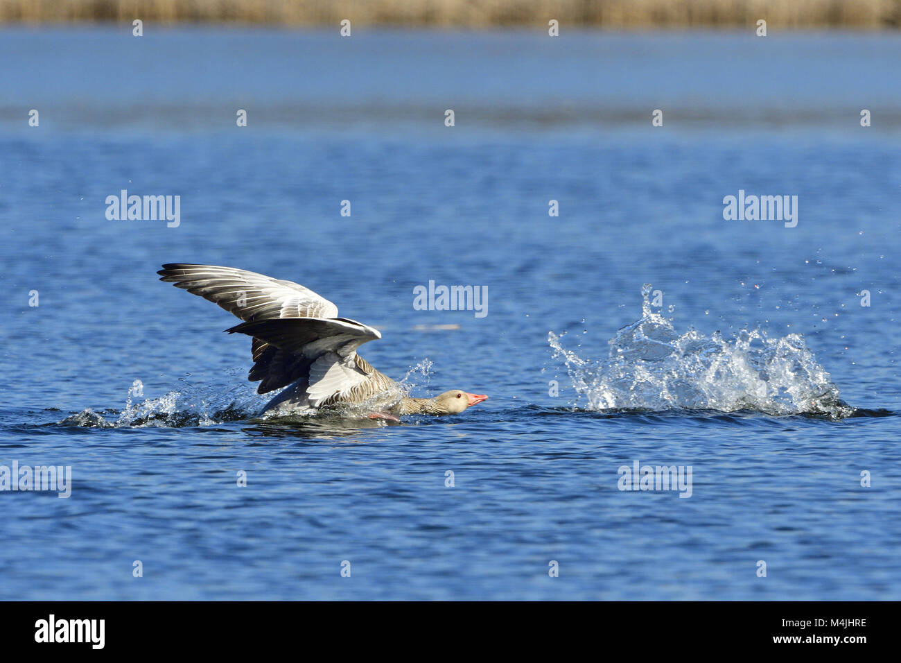 Oie cendrée Banque D'Images