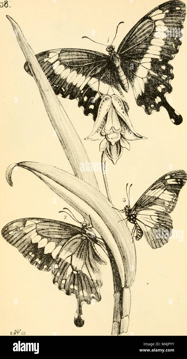 'Arcana Entomologica' (1841) offre des illustrations détaillées de ...