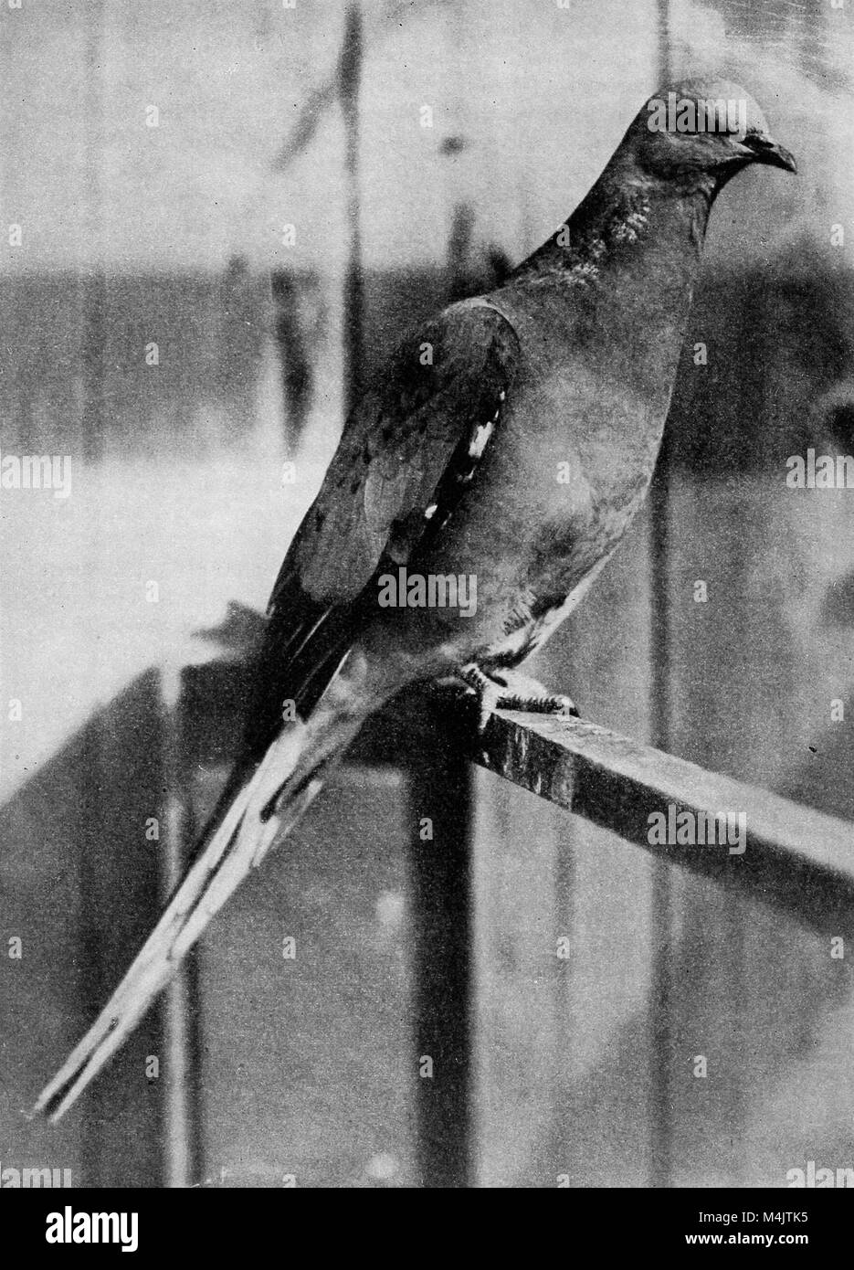 L'histoire d'oiseaux (1913) (14562367319) Banque D'Images