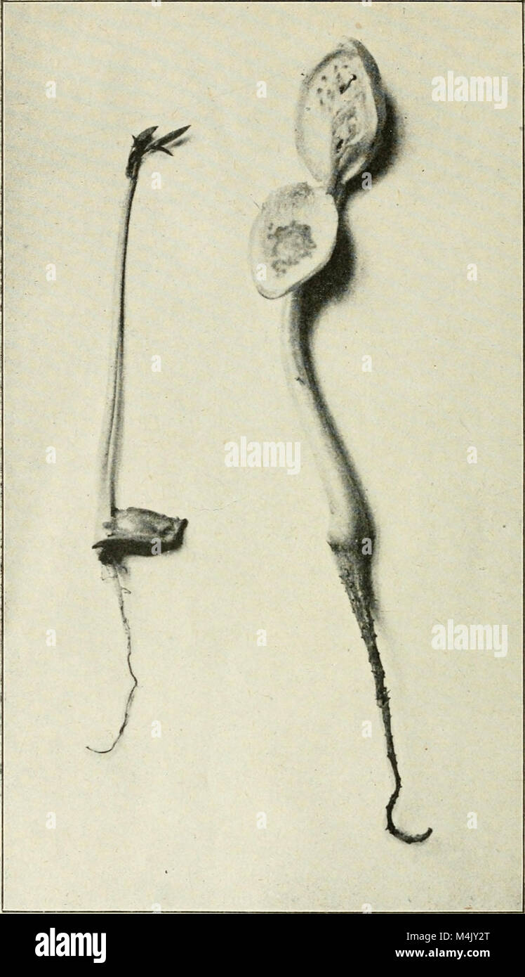 Annales du MusÃ©e Colonial de Marseille (1907-1954) était une revue documentant les expositions, études et recherches liées à l'histoire coloniale et à l'ethnographie. Il couvre divers sujets liés au passé colonial, avec des contributions sur la culture, la société et les objets historiques des régions coloniales. Banque D'Images