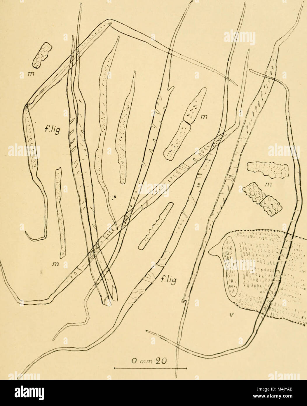 Les Annales du MusÃ©e colonial de Marseille, couvrant les années 1907-1954, documentent l'histoire et la culture du colonialisme français, présentant des expositions, des artefacts et des études sur les territoires coloniaux. Banque D'Images