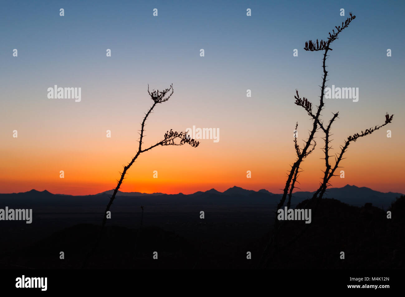 La société des plantes et des montagnes en silhouette après le coucher du soleil, Saguaro National Park, désert de Sonora, en Arizona, USA Banque D'Images