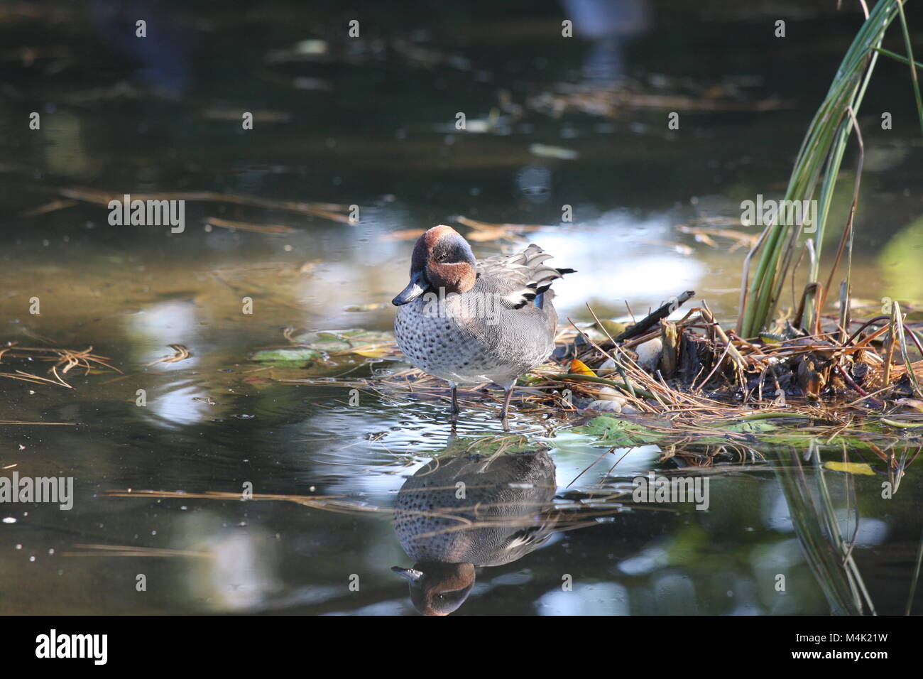 Belle duck en Hongrie. Banque D'Images
