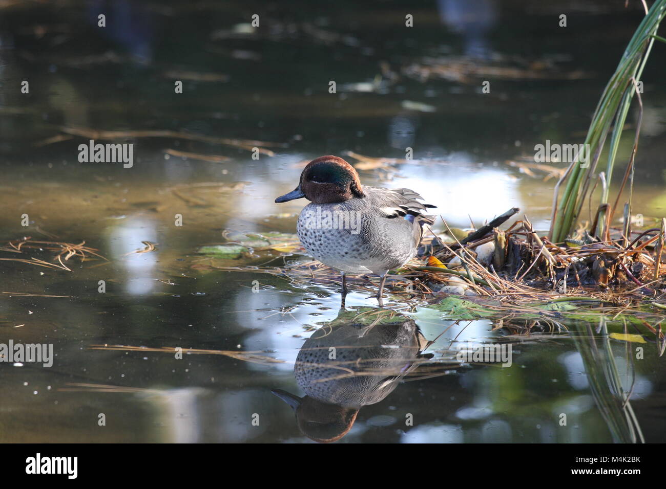 Belle duck en Hongrie. Banque D'Images