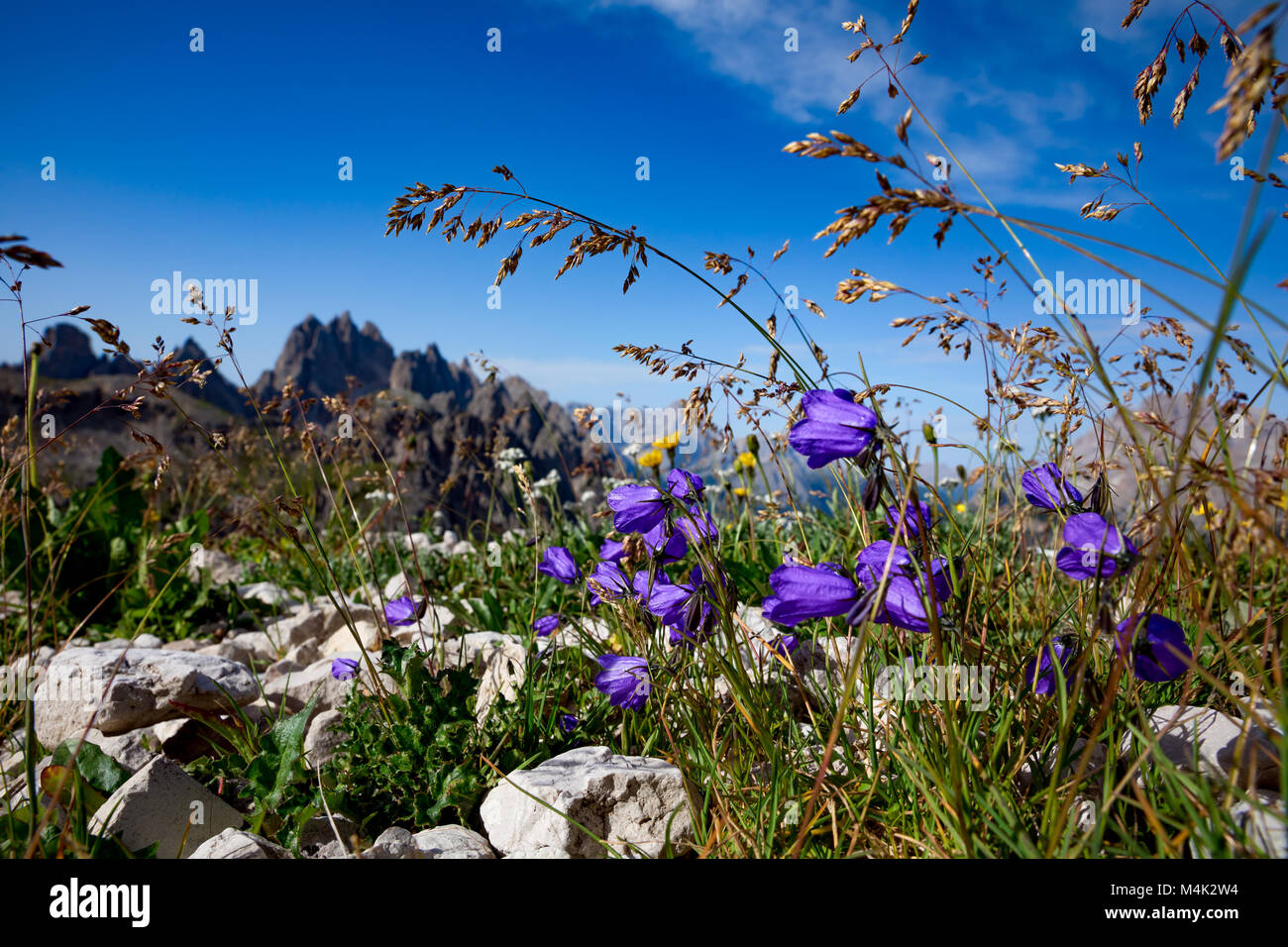 Résumé fond de fleurs alpines de bluebell. Parc Naturel National Tre Cime, dans les Dolomites Alpes. La belle nature de l'Italie. Banque D'Images