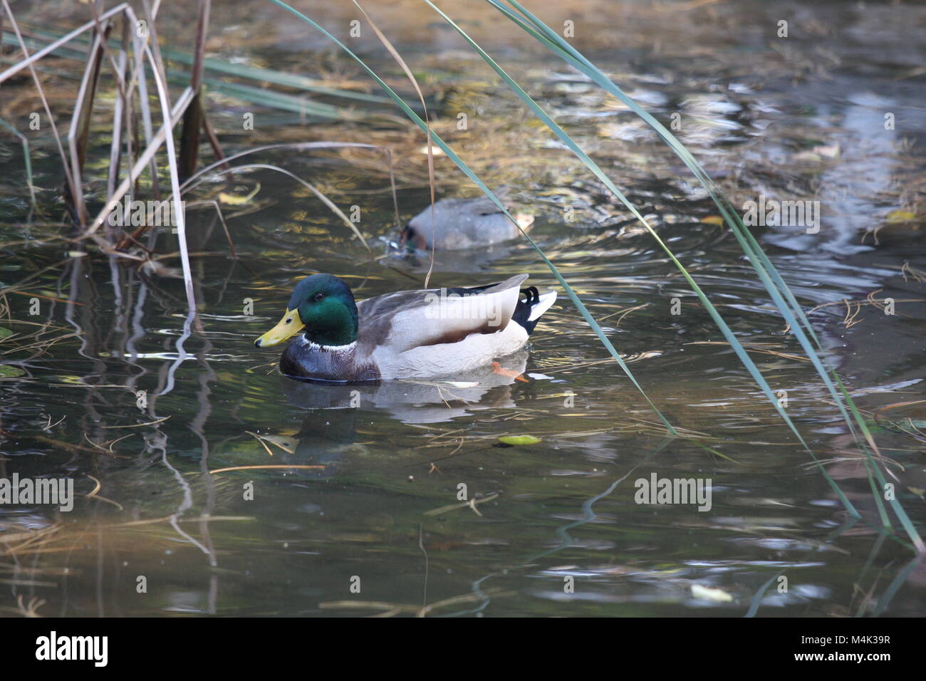 Belle duck en Hongrie. Banque D'Images