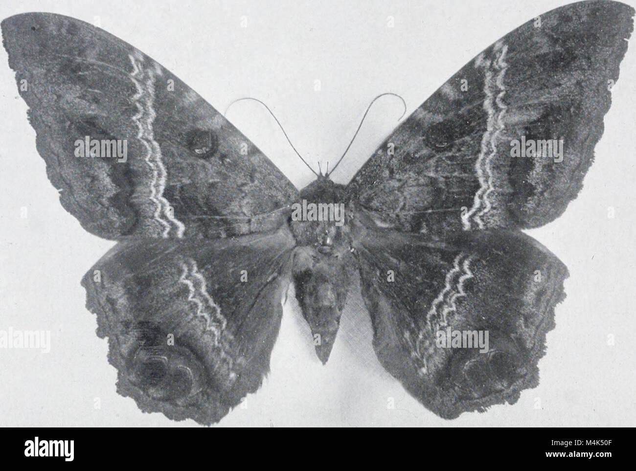 As nature Shows Them (1900) propose une étude détaillée des papillons de nuit et des papillons aux États-Unis, à l'est des montagnes Rocheuses. Avec plus de 400 illustrations photographiques, l’œuvre capture la diversité des espèces et fournit des descriptions précises de leurs cycles de vie et de leurs habitats. Banque D'Images