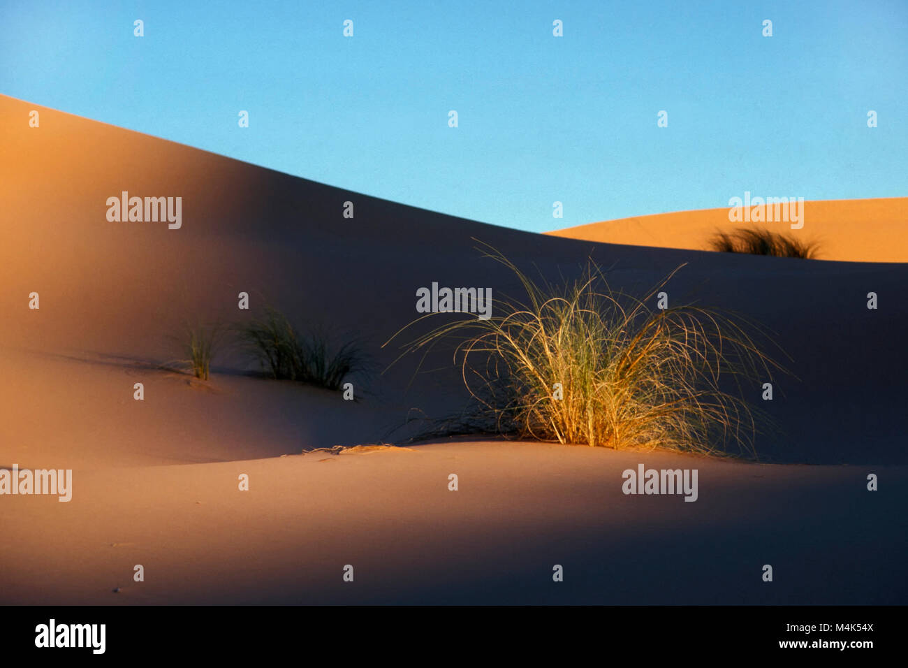L'Algérie. Kerzaz. La mer de sable de l'Ouest. Grand Erg occidental. Désert du Sahara. Les dunes de sable. Les Buissons. Banque D'Images