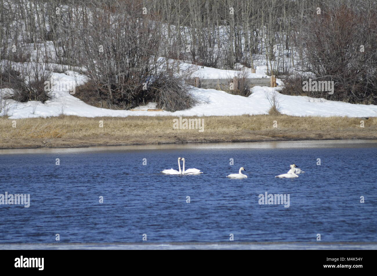 Un groupe d'oies blanches sur un lac et sont à la recherche de nourriture avant qu'ils leur migration en direction sud. Banque D'Images
