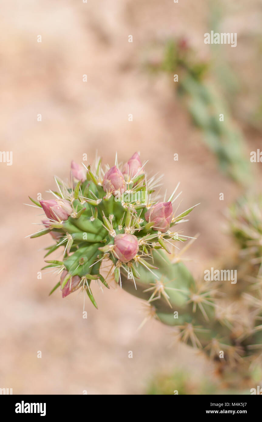 Plante à fleurs roses Cactus Cactus photographié près de Tortilla Flat en Arizona, USA. Banque D'Images