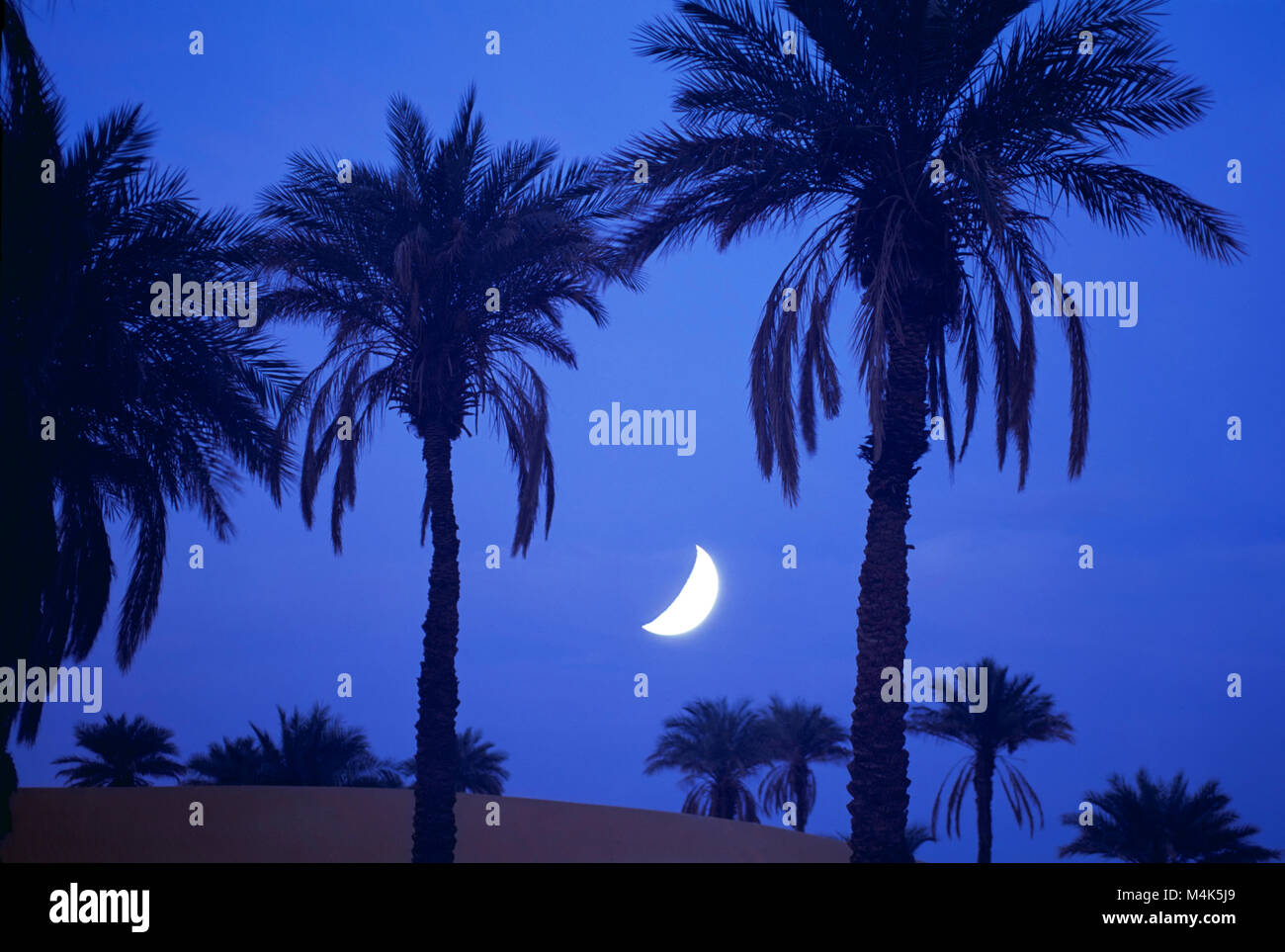 L'Algérie. Timimoun. La mer de sable de l'Ouest. Grand Erg occidental. Désert du Sahara. Lune qui brillait à travers les palmiers. Banque D'Images