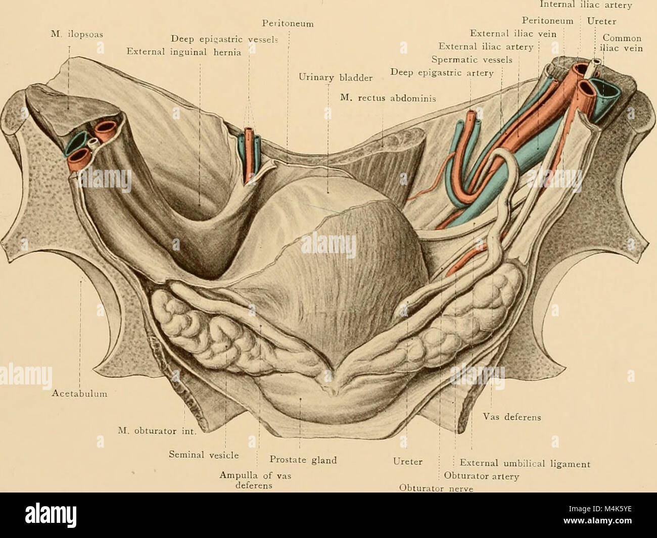 Texte et Atlas-livre de l'anatomie topographique et appliquée (1905) (14596894949) Banque D'Images