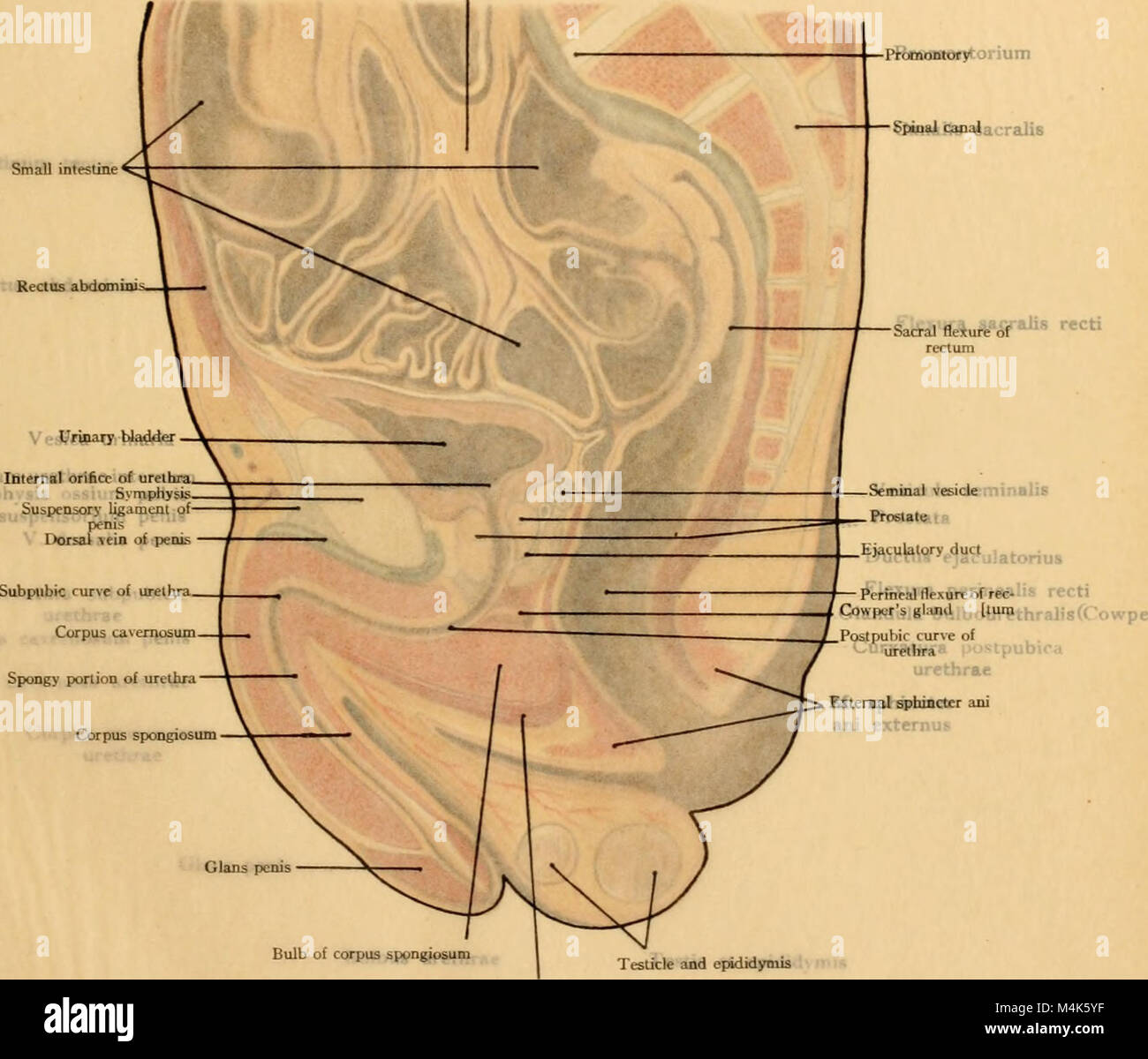 Texte et Atlas-livre de l'anatomie topographique et appliquée (1905) (14760562676) Banque D'Images