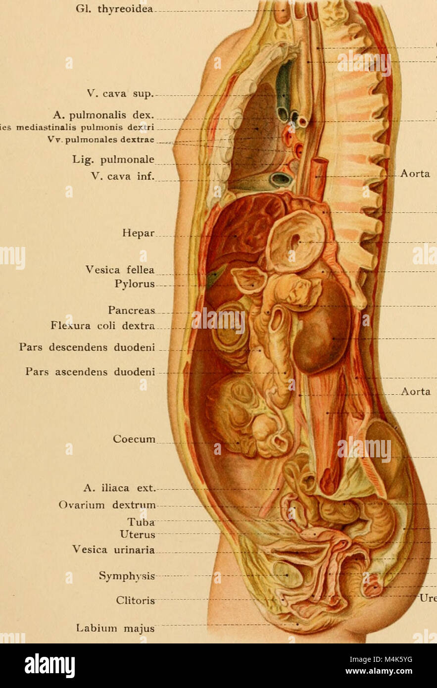 Texte et Atlas-livre de l'anatomie topographique et appliquée (1905) (14781199754) Banque D'Images