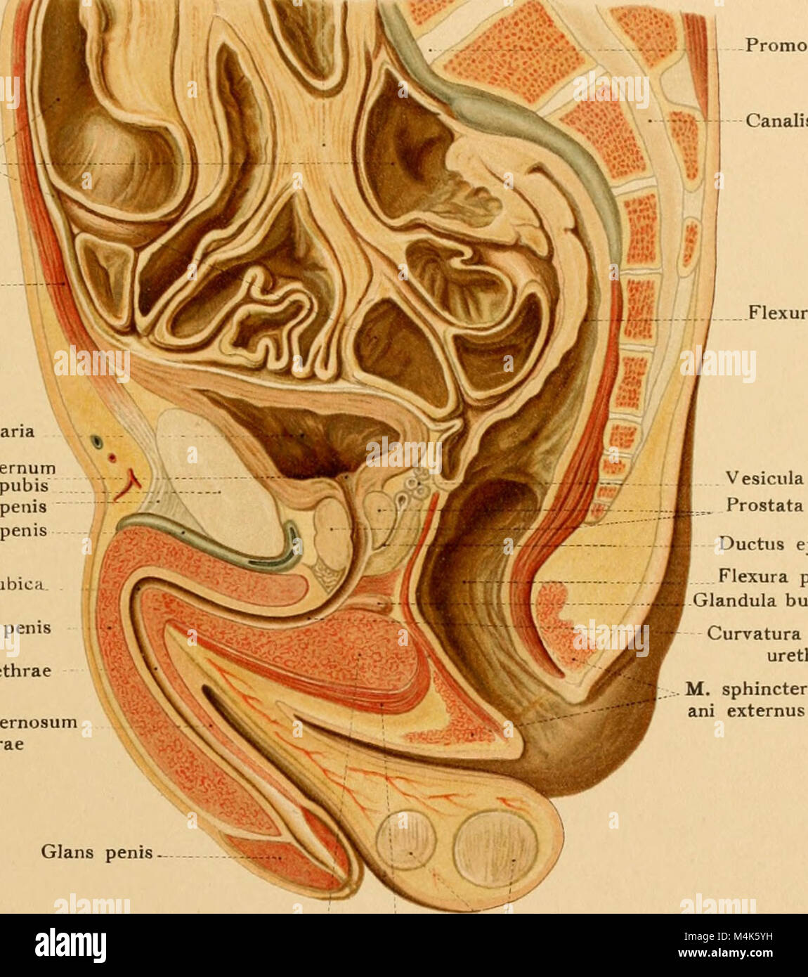 Texte et Atlas-livre de l'anatomie topographique et appliquée (1905) (14783211522) Banque D'Images