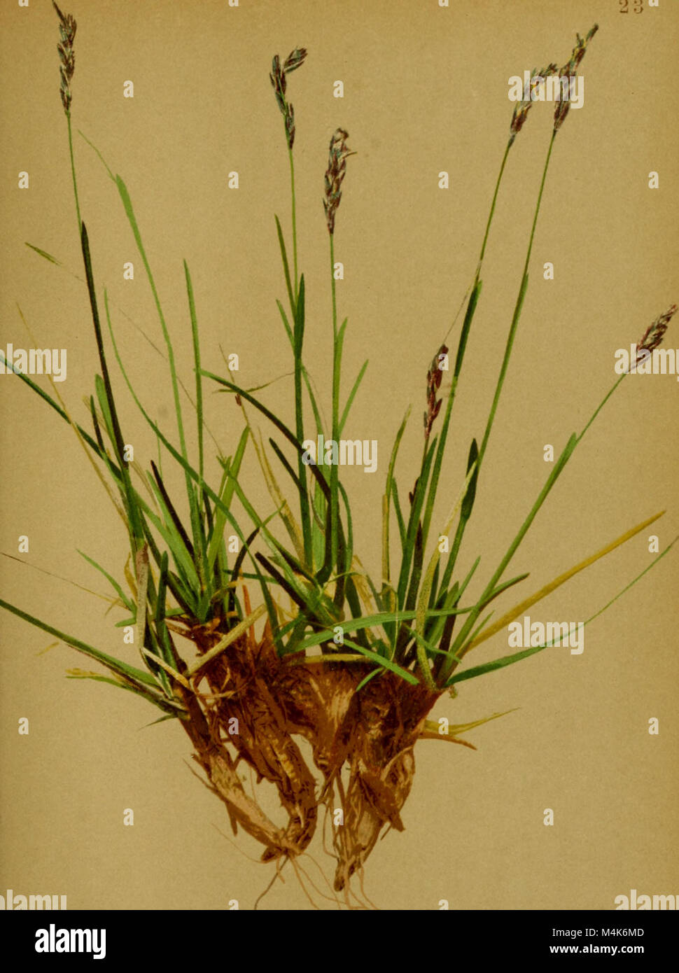 Atlas de la flore alpine (1899) (20157053919) Banque D'Images