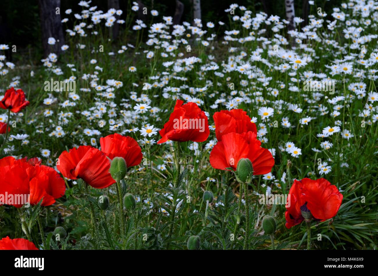 Une vue à couper le souffle de coquelicots et de marguerites dans un jardin de fleurs au début du printemps Banque D'Images