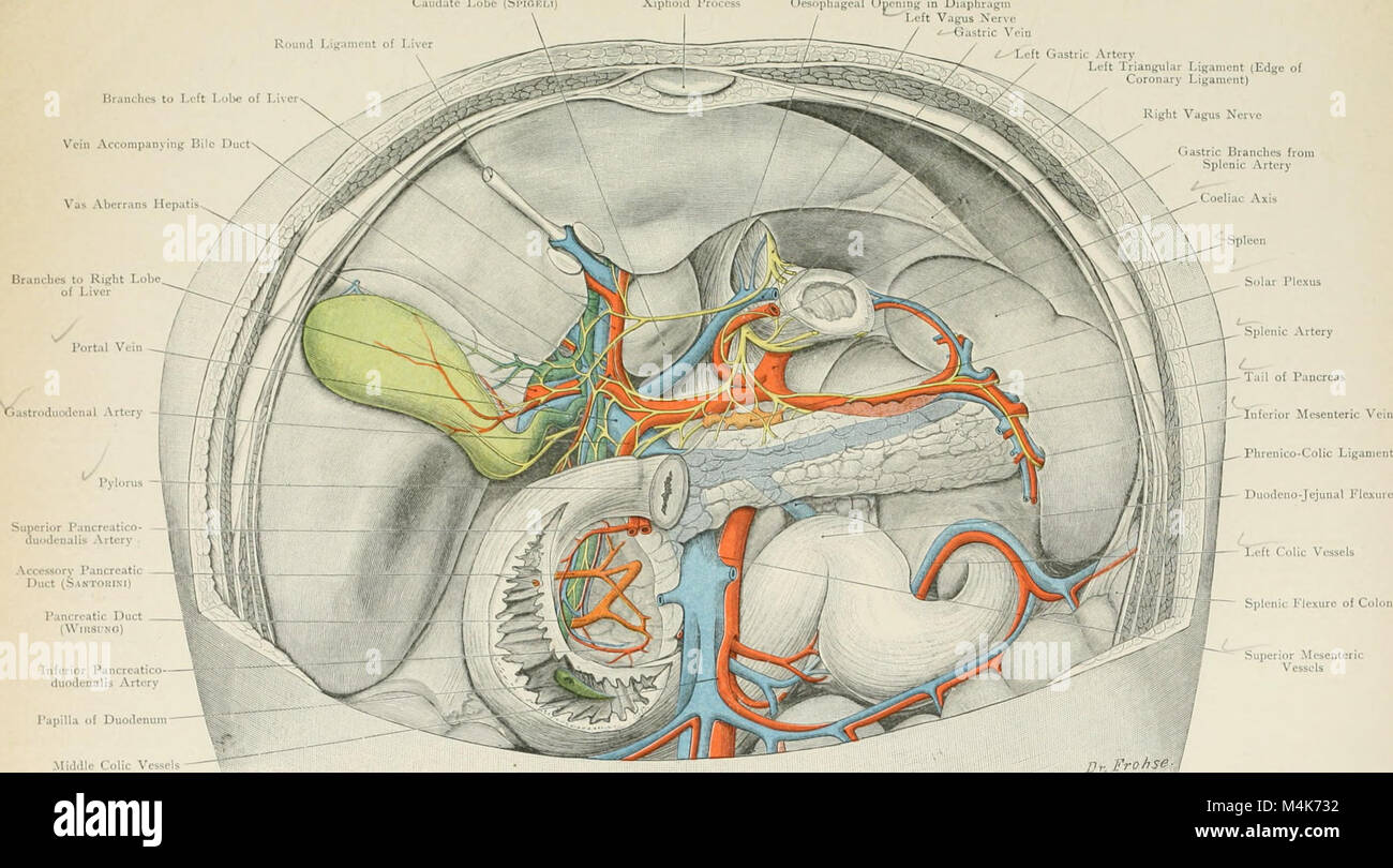 L'Atlas of Applied Human Anatomy (1906) sert de guide détaillé pour les étudiants et les médecins, fournissant des cartes topographiques de l'anatomie humaine avec un accent sur les applications pratiques en médecine et en chirurgie. Banque D'Images